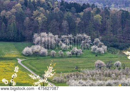 Cherry Blossom On The Hills At Pretzfeld, Germany In Franconian Switzerland. A Famous Region For Fru