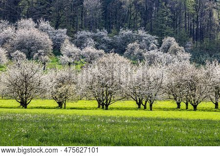 Cherry Blossom On The Hills At Pretzfeld, Germany In Franconian Switzerland. A Famous Region For Fru