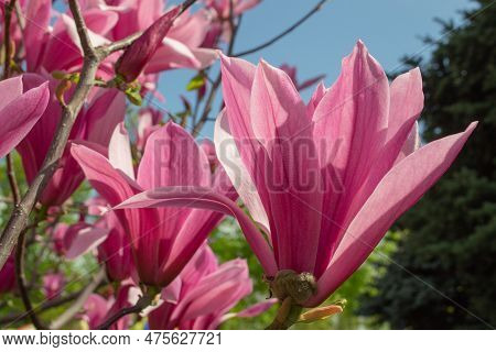 Gentle Pink Magnolia Soulangeana Flower On A Twig Blooming Against Clear Blue Sky At Spring