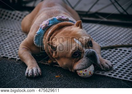 This Photo Was Taken On A Pedestrian Street, Where A Dog With A Collar Is Peacefully Lying By The Ro