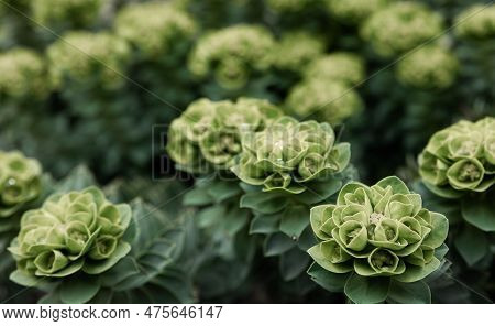 Rosetta Stonecrop, Or Sedum Rosetta. Close-up Photo Of Its Small Green Leaves.