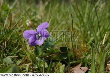 Natural Detailed Closeup On A Light Blue Common Dog-violet, Viola Riviniana Wildflower
