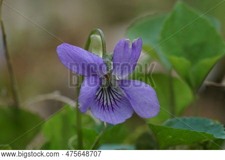 Natural Detailed Closeup On A Light Blue Common Dog-violet, Viola Riviniana Wildflower