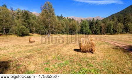 Wheat Field With Rolled Haystacks In Alpine Mountain Ridge At Summertime Day - Photo Of Nature