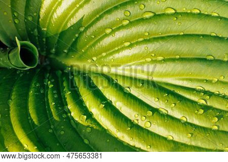Close-up Of Large New Green Leaf Of Plantain Lily Funkia Hosta Covered With Water Rain Dew Drops Lit