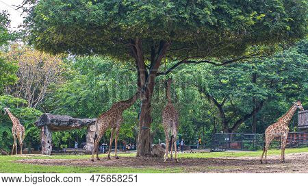 Giraffe Stands By Bushes In Sunshine Nature Green Evironment Travel