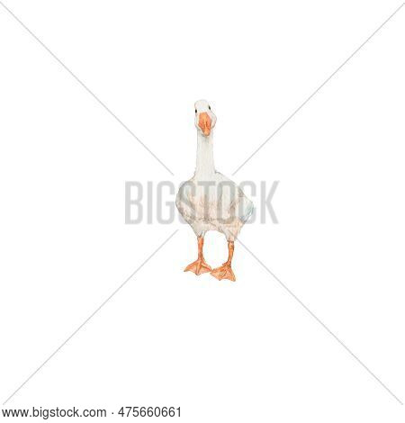 Goose, Bird, Fowl, Flyer, Fauna, Nature, Art, Watercolour, Design, Styling, Isolat