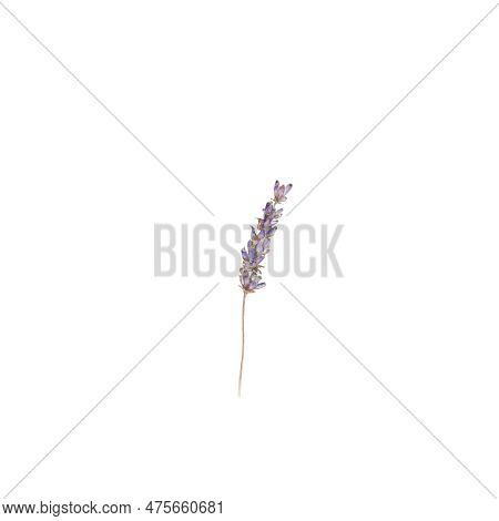 Lavander, Flowers, Blossom, Floret, Flora, Botany, Nature, Violet, Purple, Summer, Art, Watercolour,