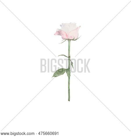 Pose, Flowers, Blossom, Floret, Flora, Botany, Nature, Pink, Summer, Art, Watercolour, Design, Styli