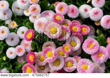 Pink English Daisy Bellis Perennis Speedstar Perennial Plant