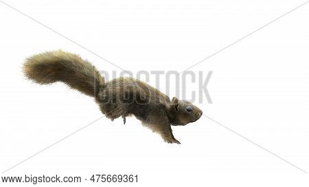 Squirrel Isolated White Background Running. Portrait Of Brown Squirrel In Front Of A White Backgroun