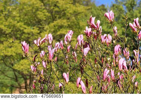 Large Pink Susan Magnolia Flowers. Flowering Shrub Or Tree. A Flower With Large Curled Petals