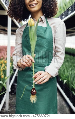 Close Up Of Female Hands Of African Girl In Green Apron Holding Tulip Against The Backdrop Of Greenh