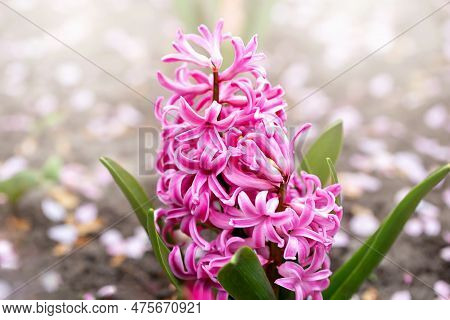 Blooming Soft Pink Hyacinth In Flowerbed In Sunshine. Spring Or Summer. Postcard To Mother's Day, Wo