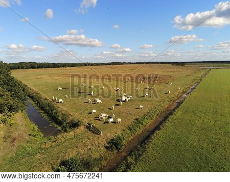 White Cows In The Pasture Surrounded By Trees, Shot Through A Drone