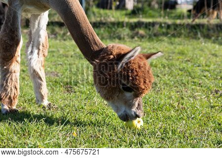 Closeup Face Of Brown Alpaca Animal Eating Apple, Green Grass In Meadow. Kria Domesticated Camelid M