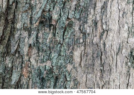 Albero la Texture della pelle