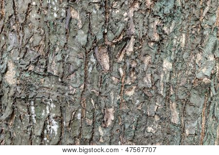 Albero la Texture della pelle