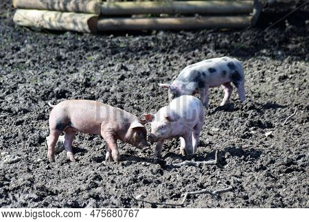 Piglets Playing On A Farm In The Mudd