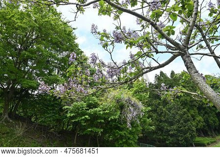 Paulownia Tree ( Paulownia Tomentosa ) Flowers. Paulowniaceae Deciduous Tree Native To China. Light 