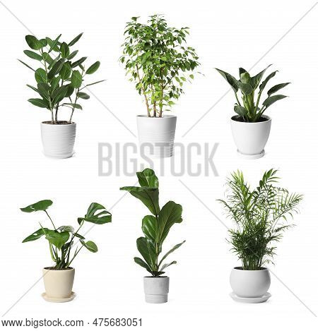 Collage With Different Potted Plants On White Background. House Decor