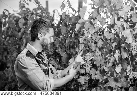Enologist With Garden Scissors. Farmer Cut Grapevine. Vinedresser Cutting Grapes Bunch.