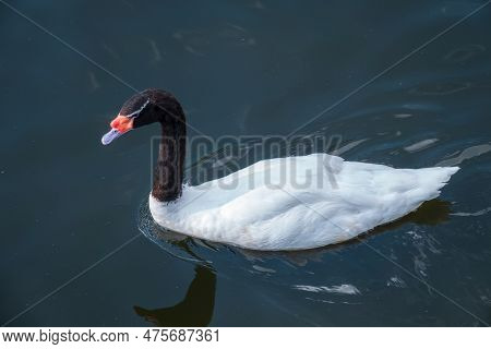 The Black-necked Swan, Cygnus Melancoryphus, Is A Swan That Is The Largest Waterfowl Native To South