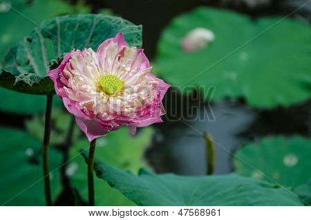 Fiore di loto rosa