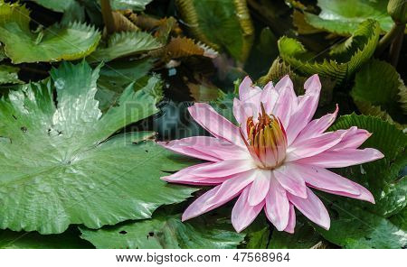 Fiore di loto rosa