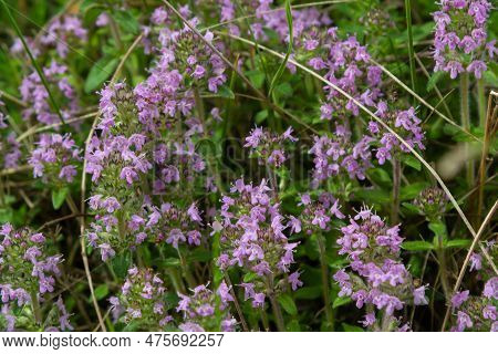 The Macrophoto Of Herb Thymus Serpyllum, Breckland Thyme. Breckland Wild Thyme, Creeping Thyme, Or E