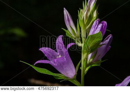 Campanula Trachelium Blossoms On Dark Background. Summer Forest.
