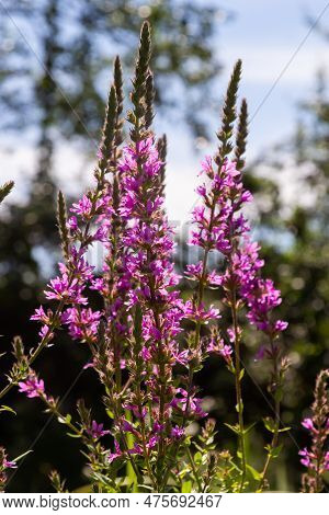 Lythrum Salicaria Pink Flowers, Purple Loosestrife, Spiked Loosestrife, Purple Lythrum On Green Mead