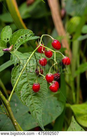Red Berries Of Woody Nightshade, Also Known As Bittersweet, Solanum Dulcamara Seen In August.