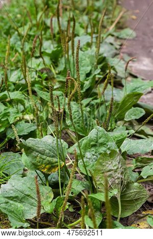 Greater Plantain, Waybread Plantago Major Tree In The Garden .the Inflorescences On Long Stalks With