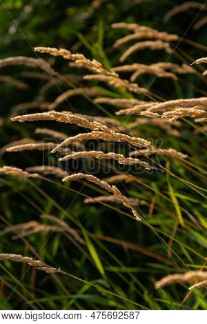 Beautiful Soft Focused Grasses And Seidges On Beautiful Sunny Day. Spikelet Flowers Wild Meadow Plan