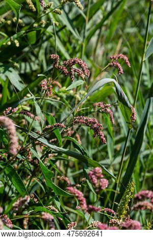 Colorful Persicaria Longiseta, A Species Of Flowering Plant In The Knotweed Family.
