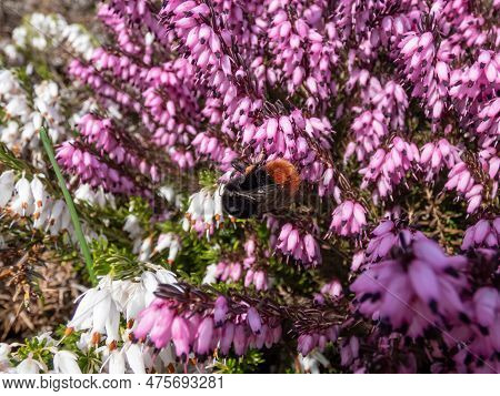 Macro Shot Of The Red-tailed Bumblebee (bombus Lapidarius) On The Heather (erica Carnea) 'alan Coate