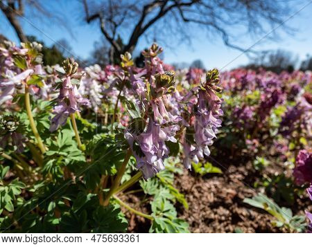 Close-up Shot Of The Fumewort Or Bird-in-a-bush (corydalis Solida) Flowering With Narrow, Long-spurr
