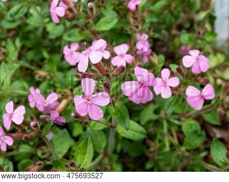 The Rock Soapwort Or Tumbling Ted (saponaria Ocymoides) Flowering With Pink Five-pettalled Flowers T