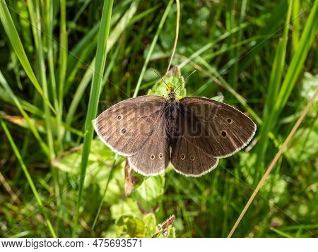 Close-up Shot Of The Ringlet (aphantopus Hyperantus) In Summer. Medium-sized Butterfly, Upper And Lo