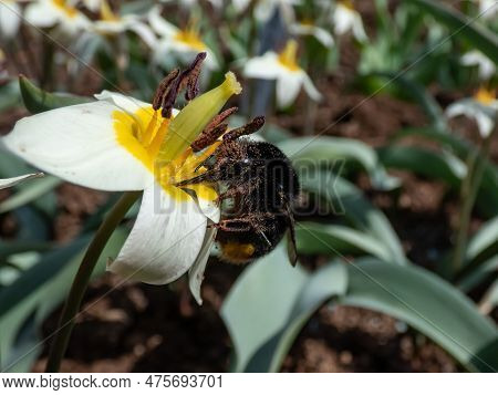 Macro Shot Of The Red-tailed Bumblebee (bombus Lapidarius) On The Botanical Tulip Or Turkestan Tulip