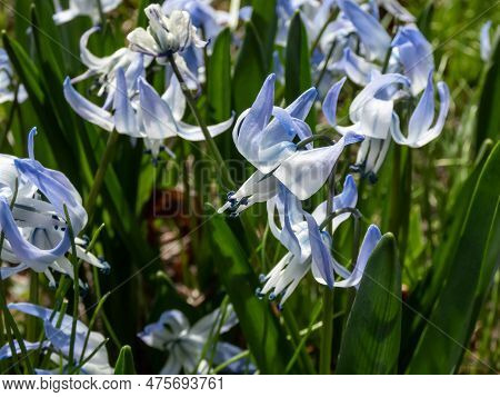 Close-up Shot Of The Ornamental Plant - Scilla Rosenii Bearing Racemes Of Star-shaped, Very Pale Blu