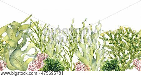 Seamless Board Of Green Sea Plants Watercolor Illustration Isolated On White. Laminaria, Sea Salad, 