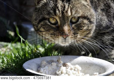 A Gray Domestic Cat Eats Rice Porridge From A Bowl. Fester Eyes. Cute Pet.