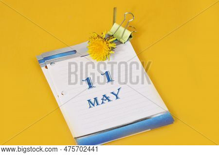 May 11 Calendar: Table Calendar With Yellow Dandelion, Number 11, Name Of The Month May In English
W