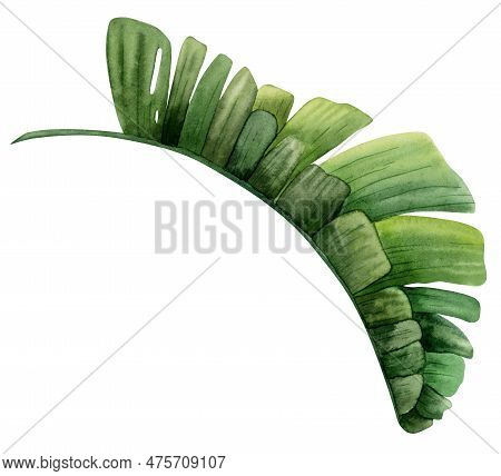 Watercolor Green Tropical Palm Leaf, Side View. Hand Drawn Illustration Isolated On White Background