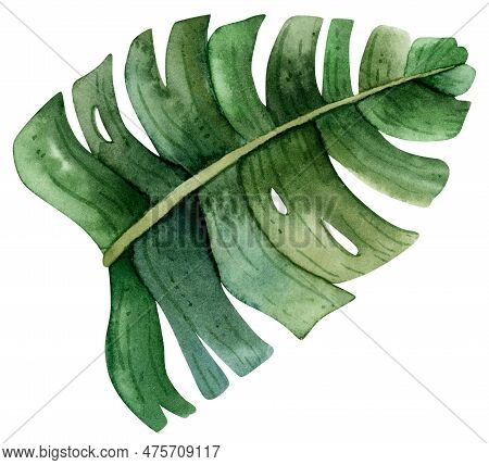 Watercolor Green Monstera Leaf, Top View. Hand Drawn Realistic Illustration Isolated On White Backgr