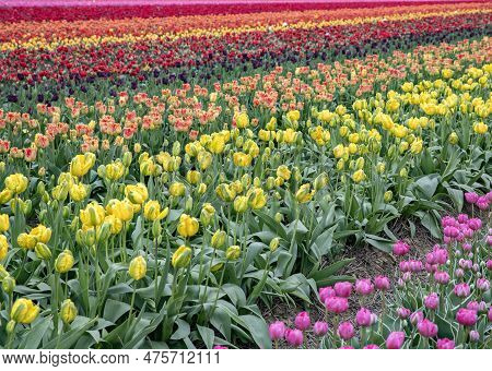 Bright Colored Tulip Field In The City Of Grevenbroich Germany