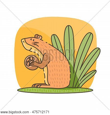 Cute Agouti With Brazil Nut In Colorful Cartoon Style. Vector Illustration.