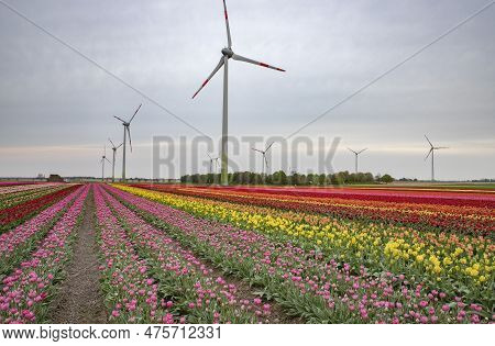Bright Colored Tulip Field In The City Of Grevenbroich Germany